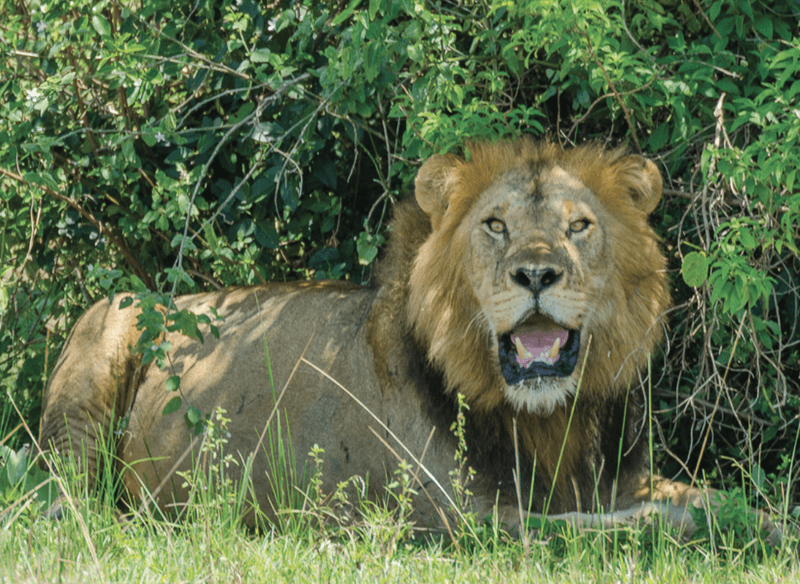 Car Hire for National Park Exploration, car hire for national park in rwanda, rwanda car hire for national park, cars for hire to national parks, national parks cars for hire rwanda