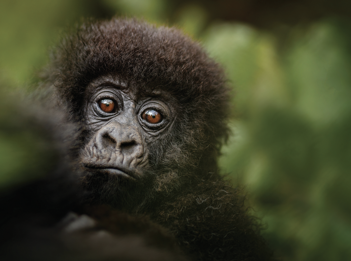 self drive in kigali, self drive car rental kigali, kigali cars for self drive, rwanda kigali self drive, self drive rwanda, Self-drive Rwanda Services, best car rental services in rwanda, best choice for car rental rwanda