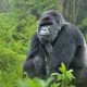 Gorilla Trekking Car Rental in Rwanda