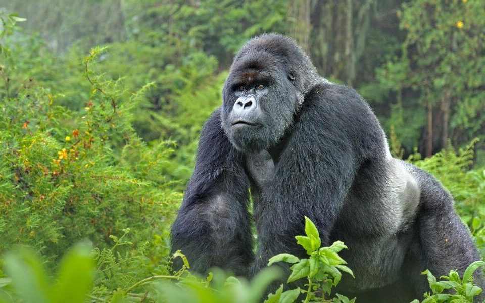 Gorilla Trekking Car Rental in Rwanda