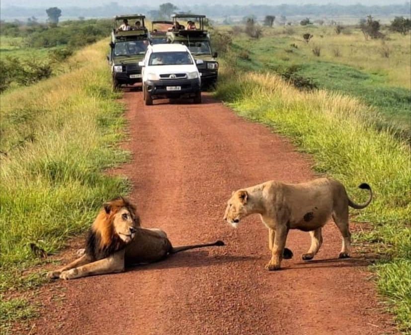 Safari Car Hire Rwanda