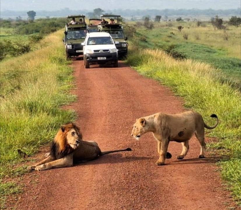 Safari Car Hire Rwanda