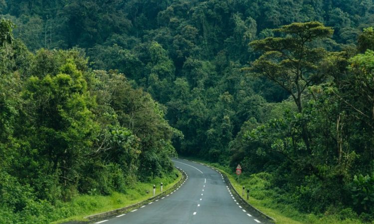 Kigali to Nyungwe self drive
