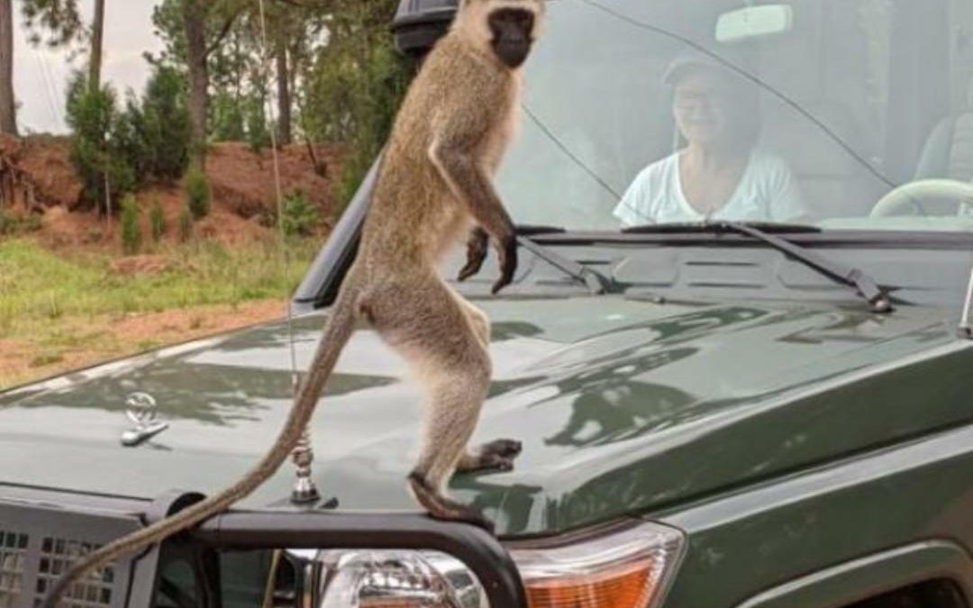 Looking for a Volcanoes National Park car rental? Kigali Car Rent offers reliable 4x4 vehicles, self-drive options, and professional drivers for gorilla trekking and Rwanda safaris.