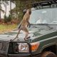 Looking for a Volcanoes National Park car rental? Kigali Car Rent offers reliable 4x4 vehicles, self-drive options, and professional drivers for gorilla trekking and Rwanda safaris.