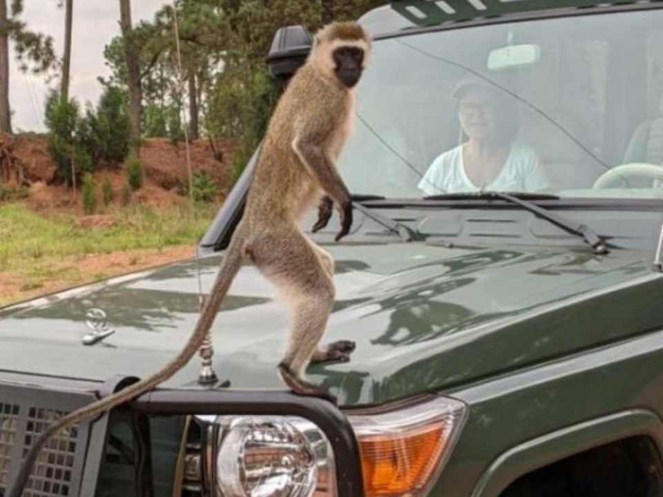 Looking for a Volcanoes National Park car rental? Kigali Car Rent offers reliable 4x4 vehicles, self-drive options, and professional drivers for gorilla trekking and Rwanda safaris.